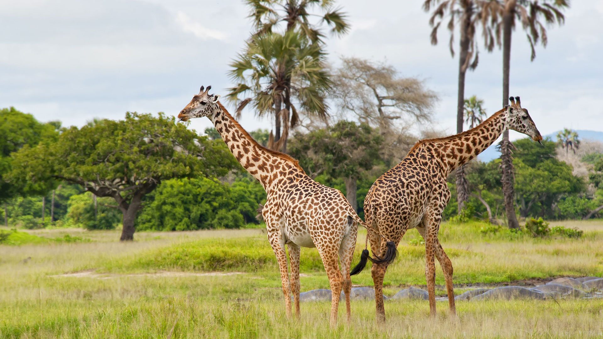 Katavi National Park Tanzania, is the third National Park in Tanzania covering an area of 4471 sq km,