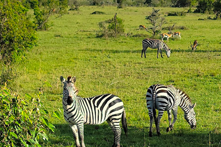 Tanzania Wildlife Safari Packages & Tours - Mhingo Bush Tours