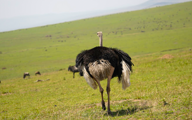 3 Days Tanzania Mid-range Lodge Safari Tour| Mhingo Bush Safari 