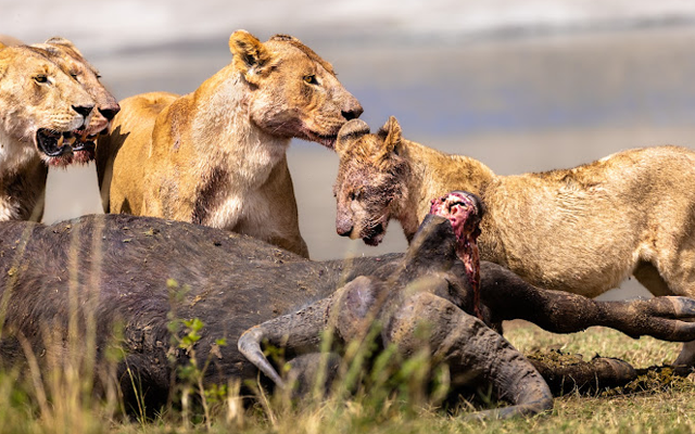 Greatest Tanzania Safari 6 Days Mid-Range