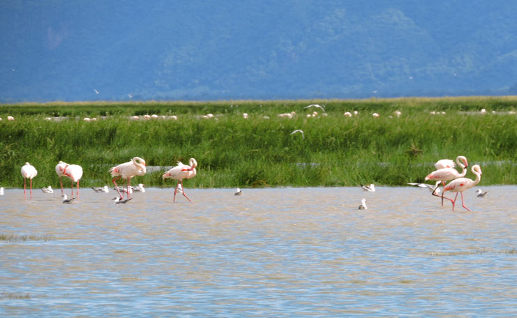 The Best Lake Manyara National Park Day Tour A day trip to Lake Manyara National Park is an exciting chance to get a feel for the real Africa